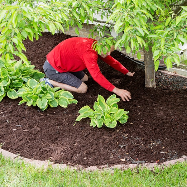 mulch installation is suitable for a wide variety of plants and garden designs, providing numerous benefits for overall plant health